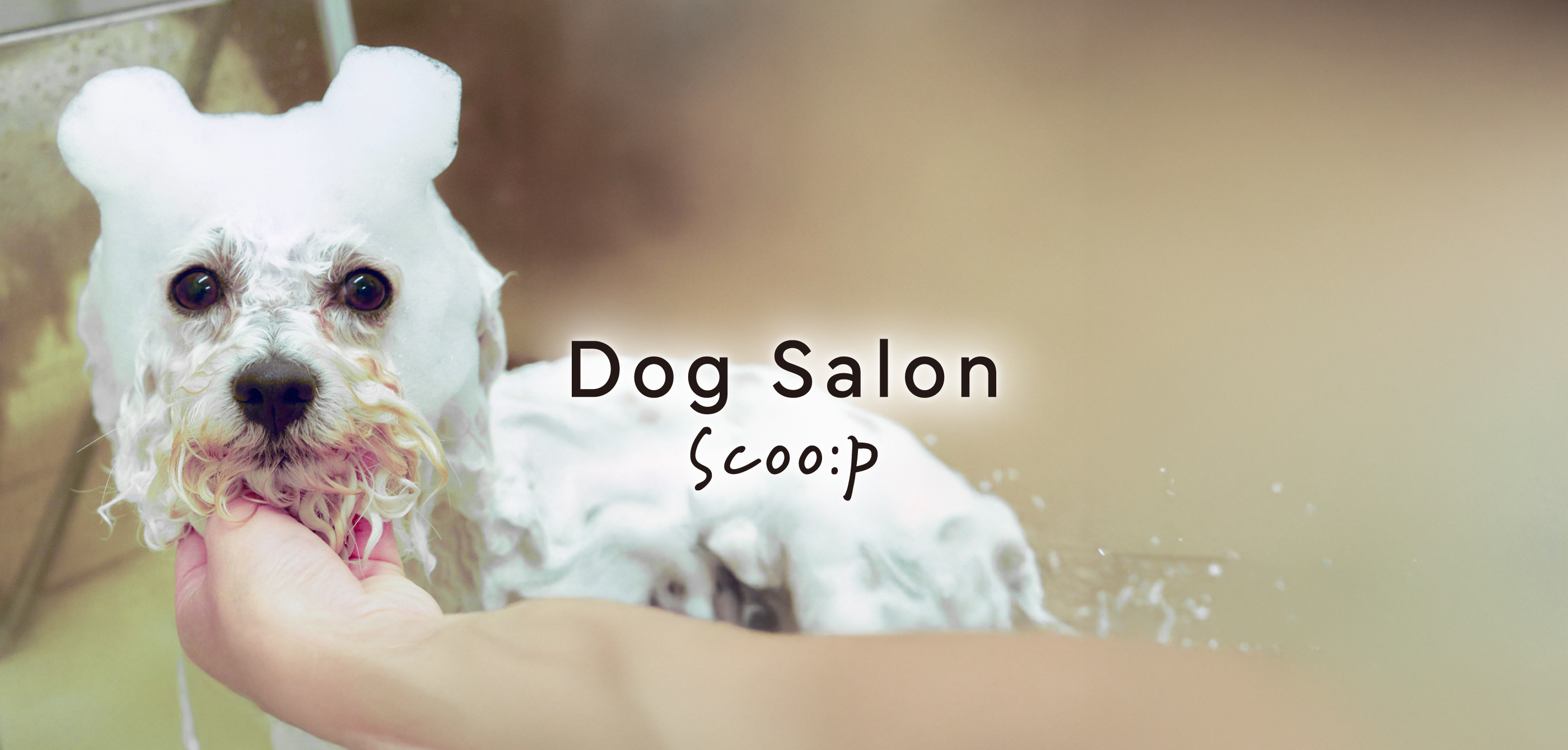 Dog Salon Scoo:p